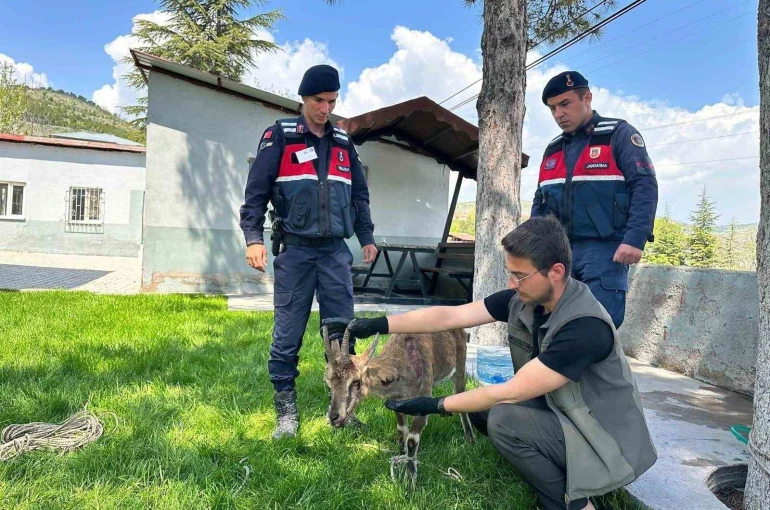 Ağın’da yaralı dağ keçisi koruma altına alındı