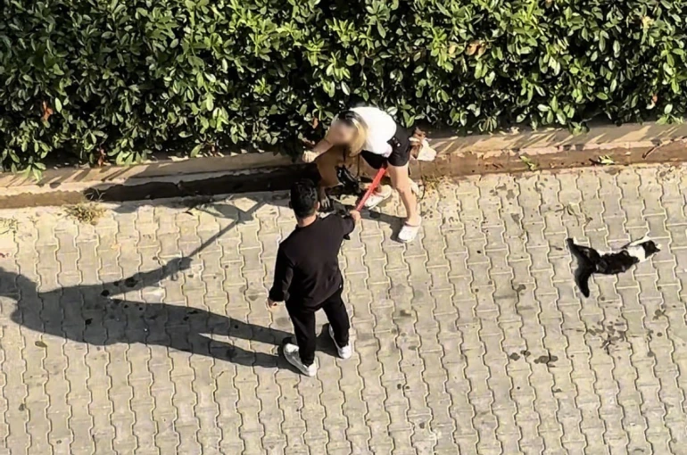 Ağızlıksız gezdirilen Pitbull kediyi parçaladı: Sahibi ’polisi aramayın’ diye yalvardı