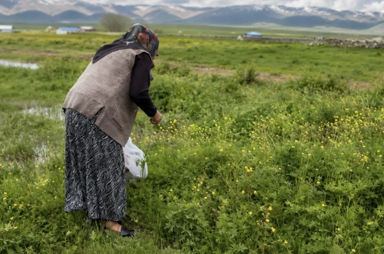 Ağrı’da asırlık gelenek: Şifalı otlar kış sofraları için hazırlanıyor