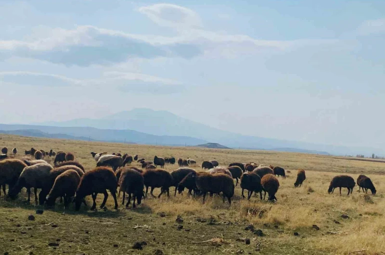 Ağrı’da ılıman iklim kış besicilerin yüzünü güldürdü