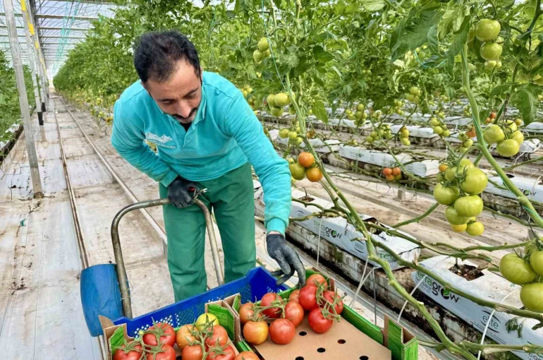 Ağrı’da, jeotermal serada üretilen ürünler Avrupa pazarına açılıyor