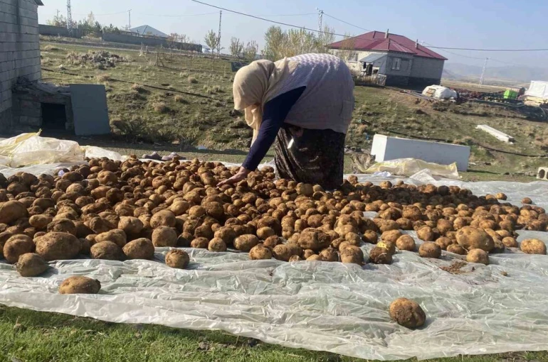 Ağrı’da kışlık patatesler geleneksel yöntemle toprağa gömülerek korunuyor