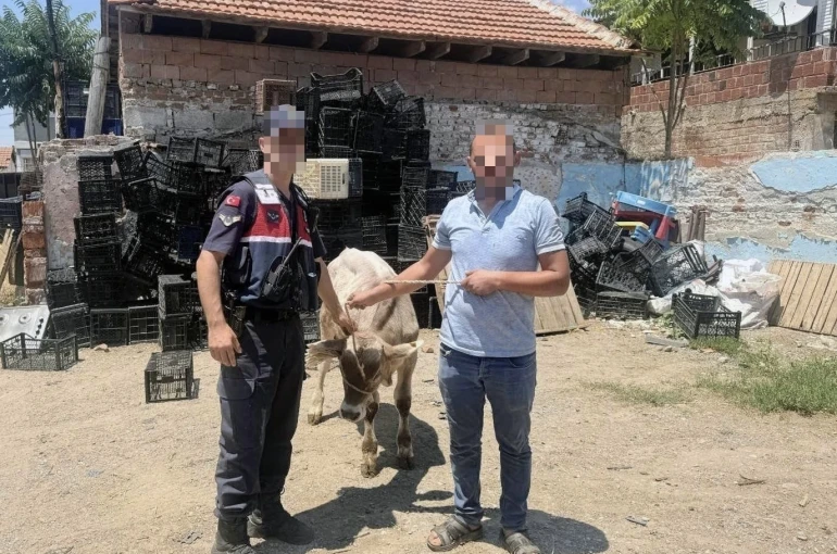 Ahırdan çalınan büyükbaş hayvan bulundu