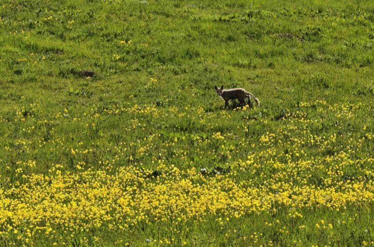 Ahlat kırsalında yiyecek arayan tilki görüntülendi