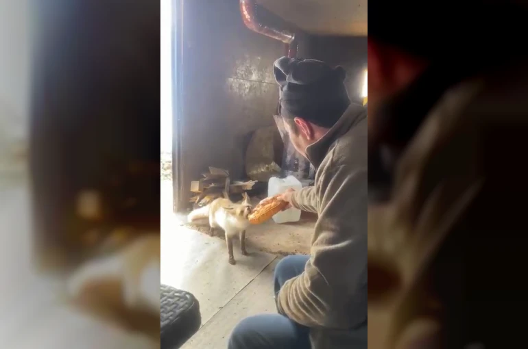 Ahlat’ta tilki ile işçilerin dostluğu gülümsetiyor