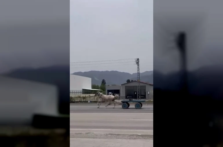 Akan trafikte panik anları: Kaçak at pistte yarışırcasına ilerledi
