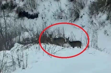 Akdağ’da karacalar görüntülendi