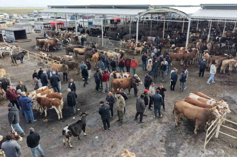 Aksaray’da hayvan pazarında kurban hareketliliği yaşanıyor