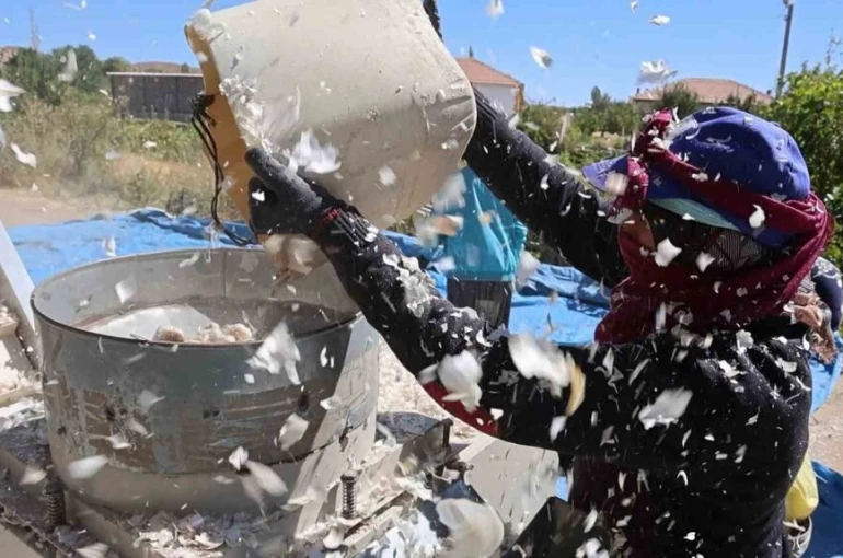 Aksaray’dan yurt dışına gönderilecek organik sarımsakların ekimi başladı 