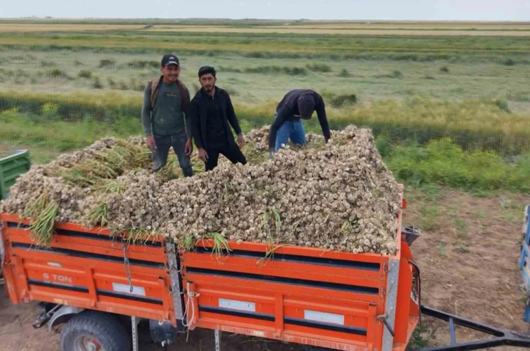 Aksaray’ın ata tohumundan yetiştirilen organik sarımsakların hasadı başladı