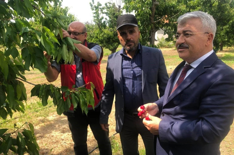 Akşehir Kirazı’nın geleceği sahada değerlendirildi