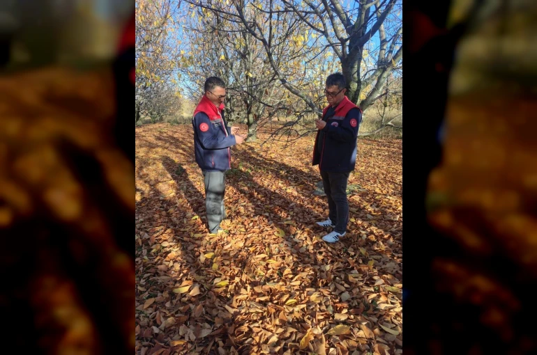 Akşehir kirazında saha incelemeleri devam ediyor