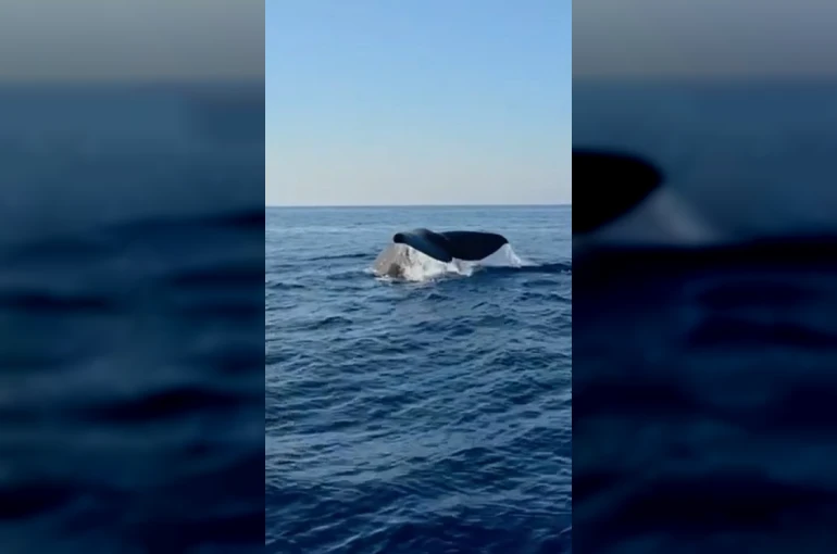 Alanya açıklarında balina heyecanı kamerada