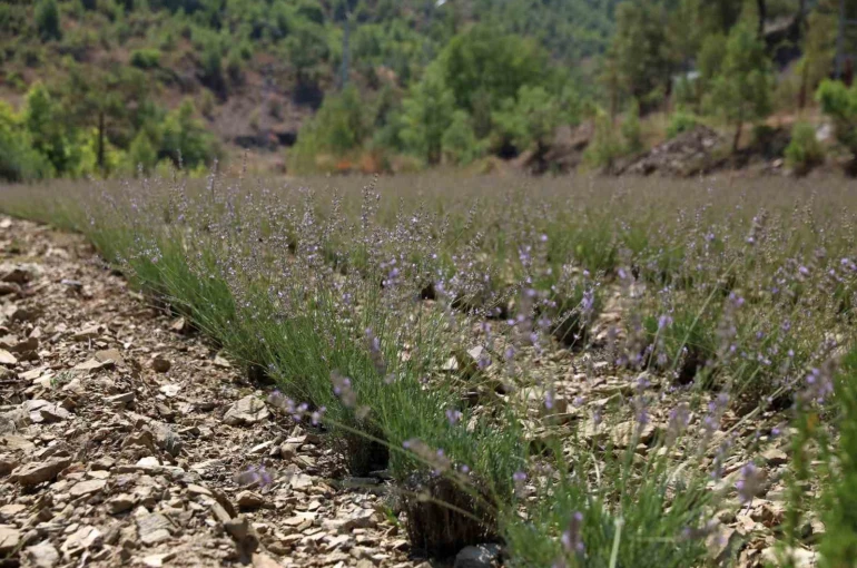 Alanya Belediyesi’nin lavanta bahçesinde ilk hasat yapıldı