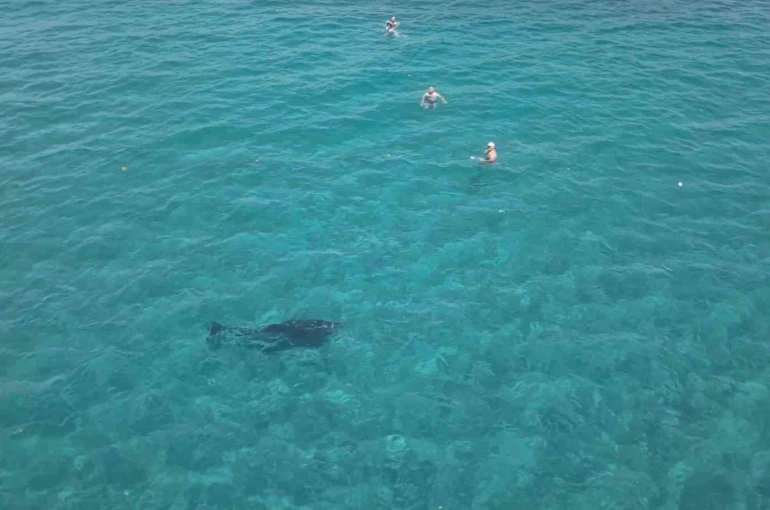 Alanya’da kıyıya yaklaşan yunus turistlerle yüzdü