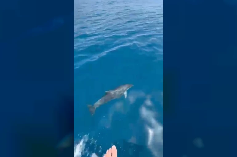 Alanya’da yunusların gösterisi turistleri hayran bıraktı