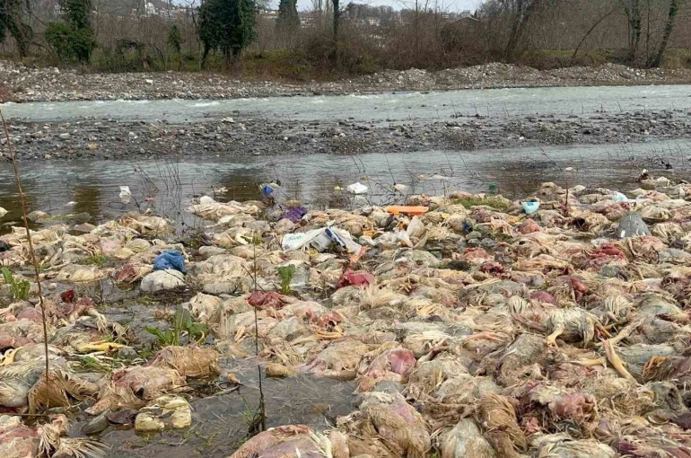 Alaplı’da çay yatağında onlarca tavuk ölüsü bulundu