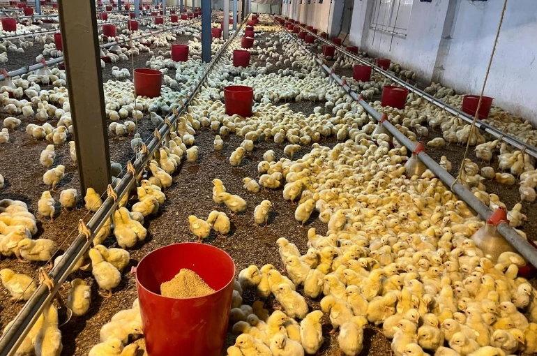 Alaplı’da kümes yangını korkuttu