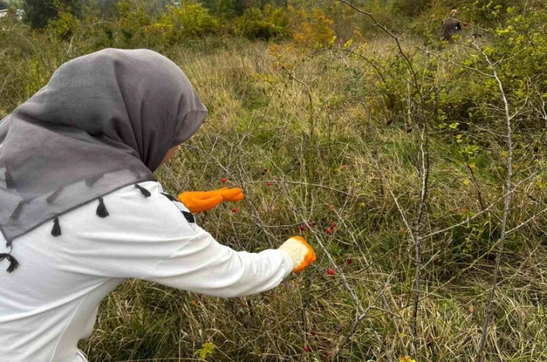 Alaplı’da kuşburnu hasadı başladı