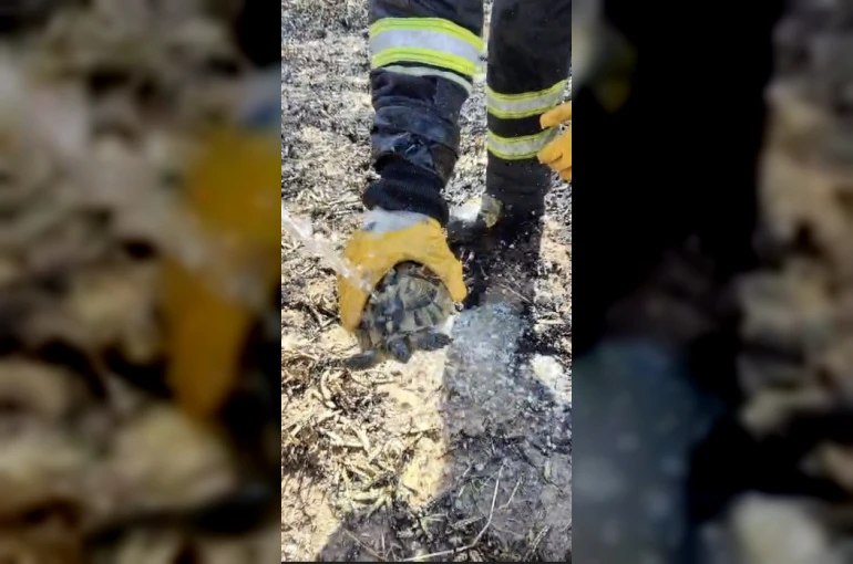 Alevler arasında kalan kaplumbağayı itfaiye ekipleri suyla serinletti