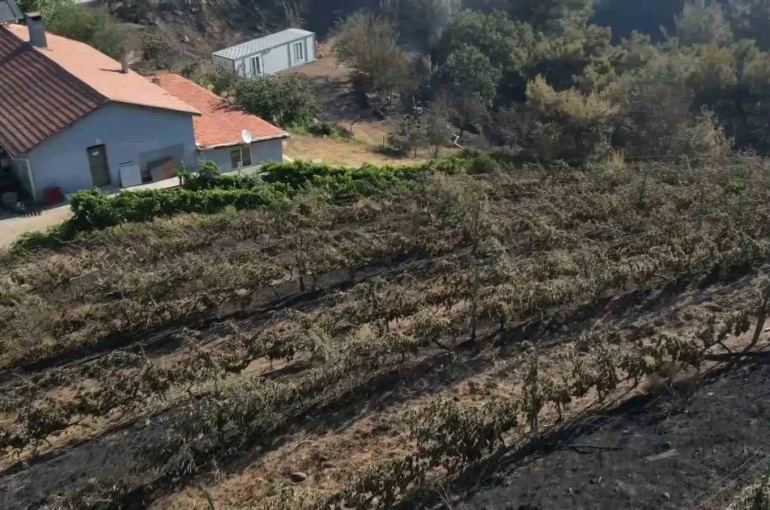 Alevler yılların emeğini kül etti...300 dönüm üzüm bağı ve tesis de küle döndü