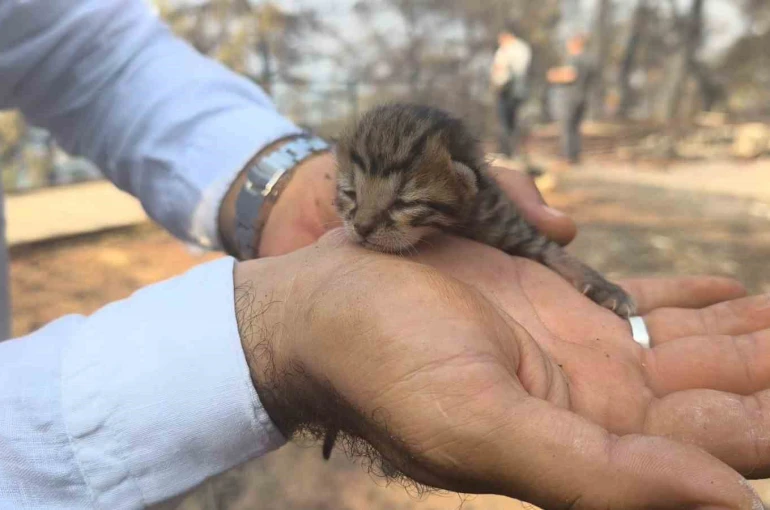 Alevlerden kurtulan kediye İHA ekibi kucak açtı