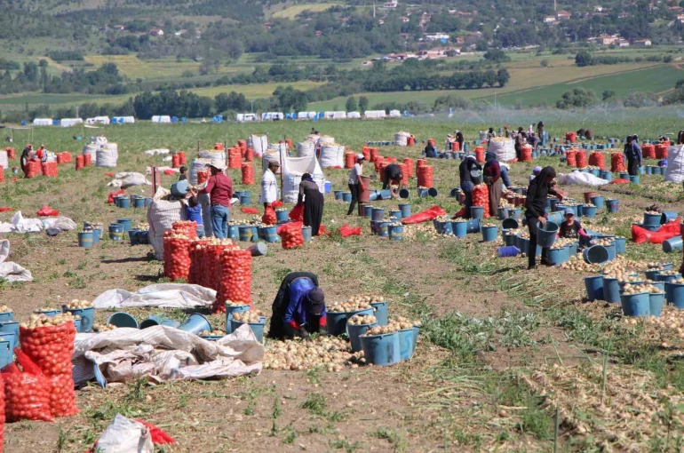 Amasya’da soğan hasadı başladı: Tarlada kilosu 12-25 TL arasında
