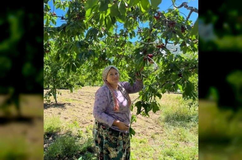Andırın’da Çığşar kirazında hasat başladı