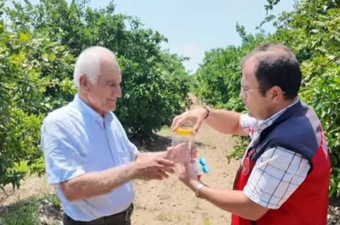 Andırın’da faydalı böcek ile doğal mücadele