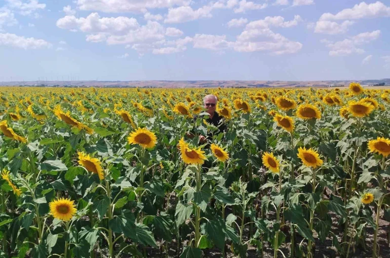 Anıza ayçiçeği ekimi yapan çiftçi kazanıyor