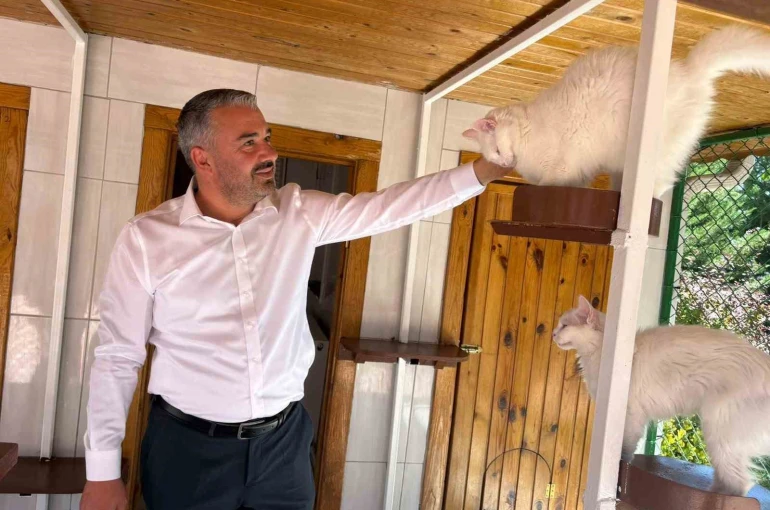 Ankara kedileri 27 ülkede 7 gün 24 saat canlı izlenebiliyor