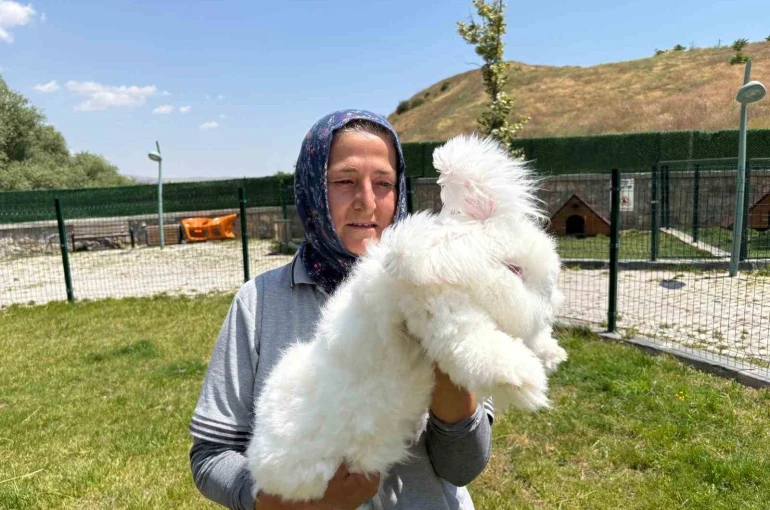 Ankara tavşanları yeniden hayat buldu: Hedef, üretim ve kadın istihdamı