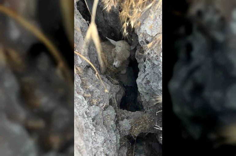Ankara’da hayvan sürüsü oluşan obruğa düştü 