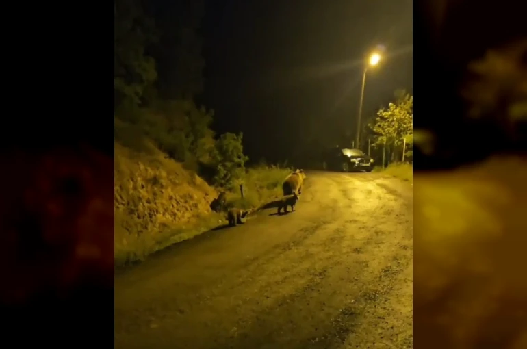 Anne ayı ve üç yavrusu komşusu oldu