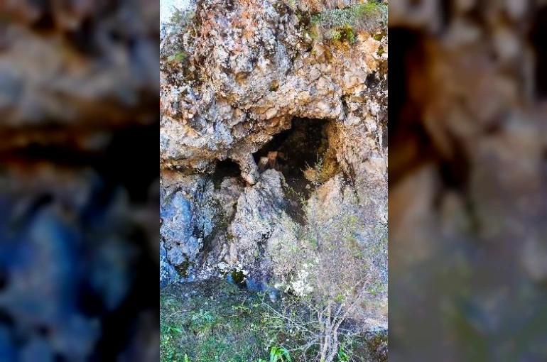 Anne ayı ve yavruları inlerinde dron kamerasıyla görüntülendi