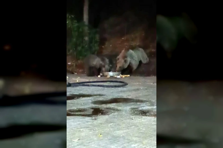 Anne ayı yavrularını da alıp geldi, karnını doyurdu