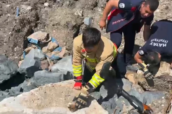 Anne kedi yavruları kurtarılana kadar ekiplerin başında bekledi