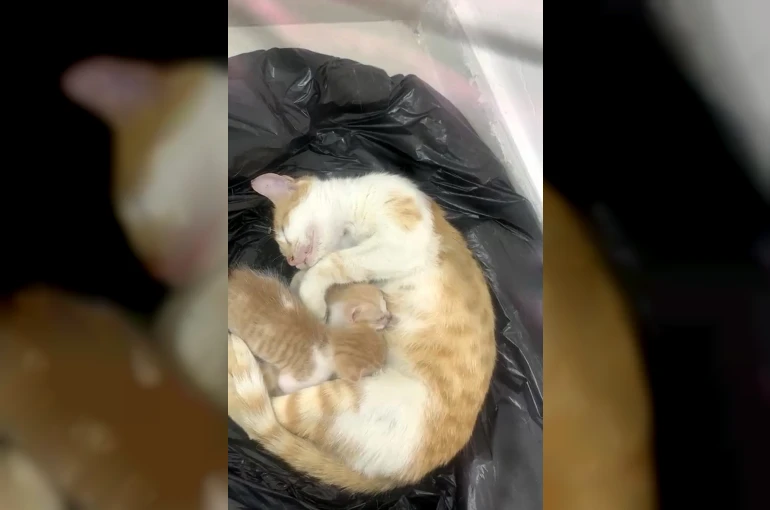 Anne kedi yavrularıyla Sosyal Yardımlaşma Vakfı’na sığındı