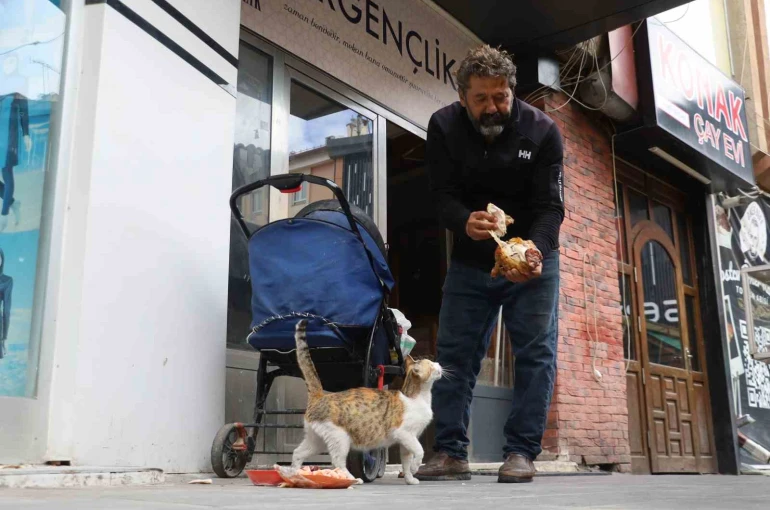Anne kedinin ölen yavrusunun yaşaması için verdiği çaba duygulandırdı 