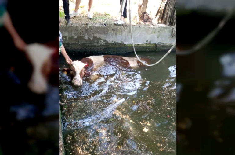 Antakya’da havuza düşen ineği itfaiye kurtardı