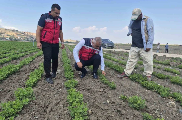 Antakya’da yer fıstığı üretimi yapılan araziler incelendi