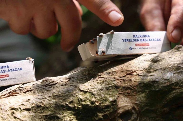 Antalya Büyükşehir’den 800 dekarlık arazi için çiftçilere faydalı böcek dağıtımı