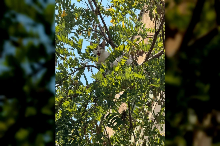 Antalya’da ağaçtan inemeyen kedi vinç yardımıyla kurtarıldı