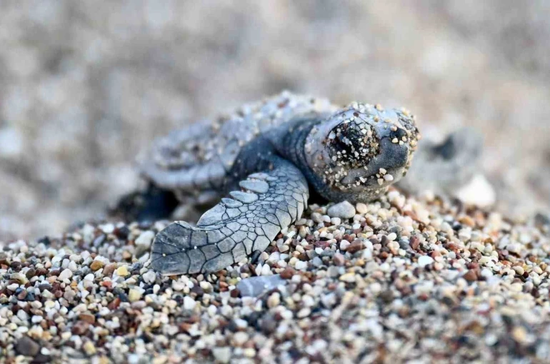 Antalya’da caretta caretta yavruları denizle buluştu