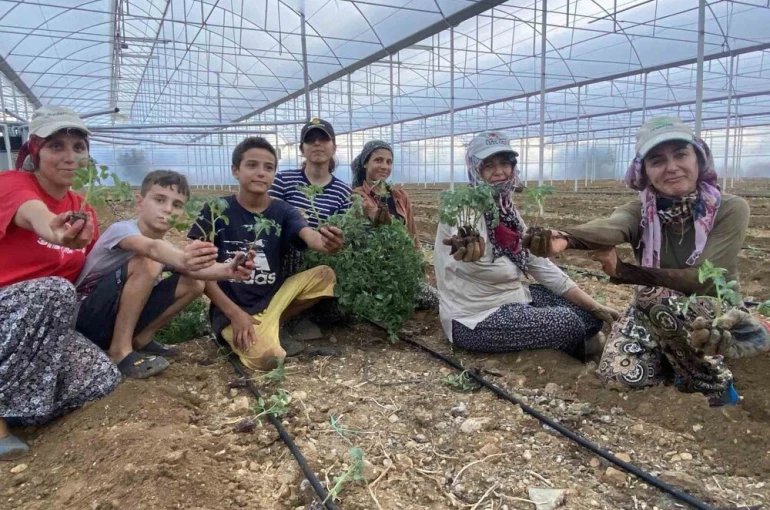 Antalya’da güzlük fide dikimleri başladı