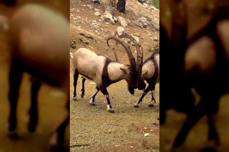 Antalya’da yaban hayatı fotokapanlara yansıdı