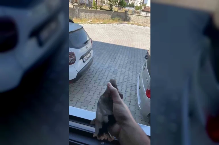 Apartman boşluğuna düşen sığırcık kurtarıldı