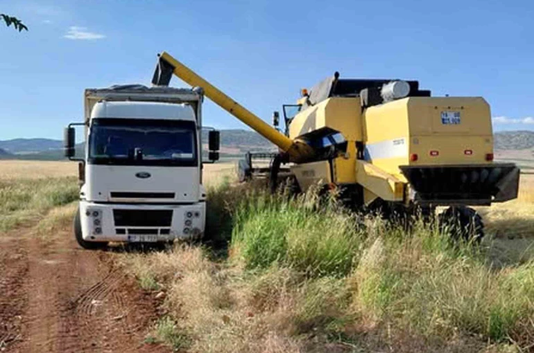 Araban Ovası’nda arpa hasadı yapılmaya başlandı