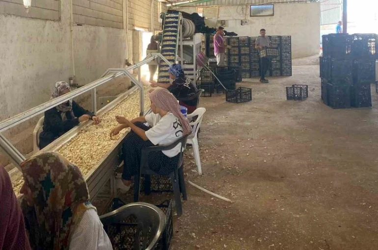 Arabanlı sarımsak çiftçisi, Ata tohumu tesisi kurdu
