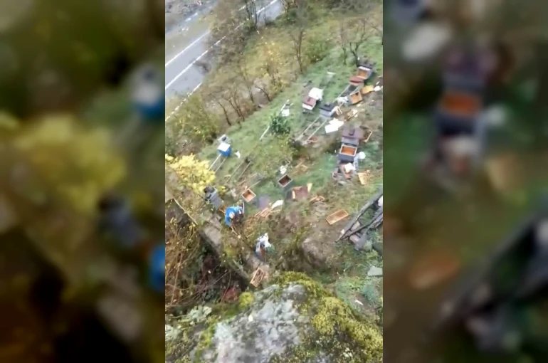 Araklı’da ayılar 50’den fazla kovanı telef etti